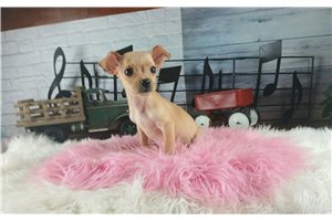 Poppy - puppy for sale