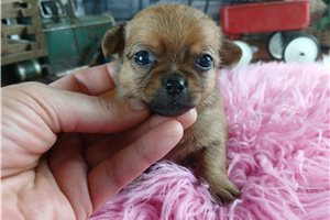 Yelena - Chihuahua for sale