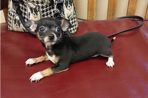 Beauty - Chihuahua for sale
