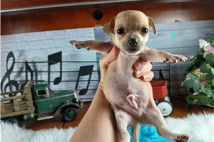 Pint - puppy for sale