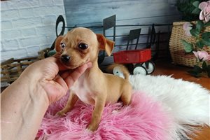 Wendi - Chihuahua for sale