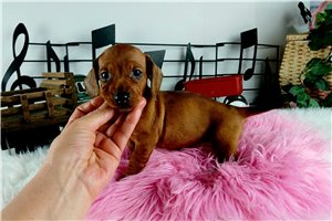Natasha - puppy for sale
