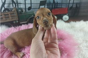 Nayeli - Dachshund, Mini for sale