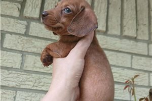 Nayeli - Dachshund, Mini for sale