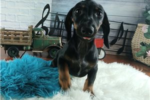 Zorro - Mini Dachshund for sale