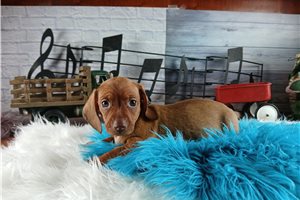 Rico - puppy for sale