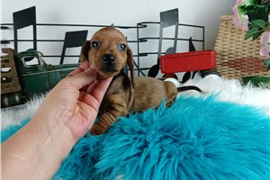 Asher - Dachshund, Mini for sale
