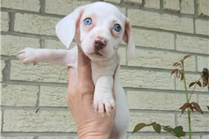 Noelle - Dachshund, Mini for sale