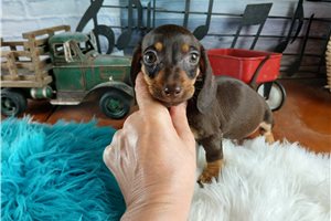 Ziggy - Dachshund, Mini for sale