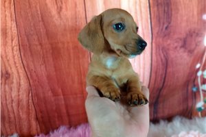 Odette - puppy for sale