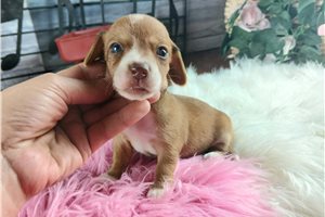 Nina - puppy for sale