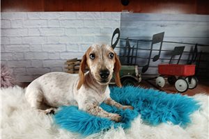 Nixon - Dachshund, Mini for sale