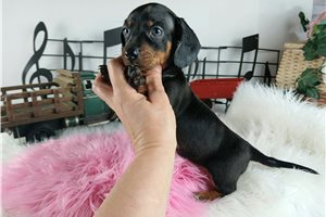 Nutmeg - puppy for sale