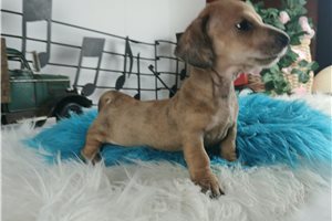 Carlito - Dachshund, Mini for sale