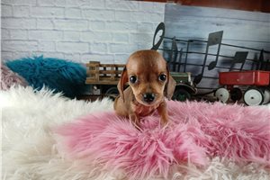 Zahara - Dachshund, Mini for sale
