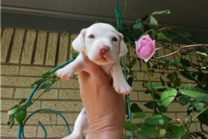 Noelle - puppy for sale