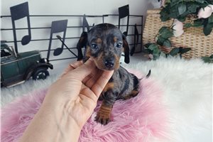 Nyla - puppy for sale