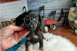 Zorro - Dachshund, Mini for sale