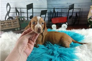 Nelson - Dachshund, Mini for sale