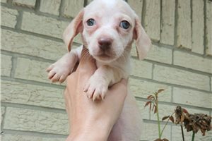 Nautilus - Dachshund, Mini for sale