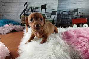 Ritzy - Mini Dachshund for sale