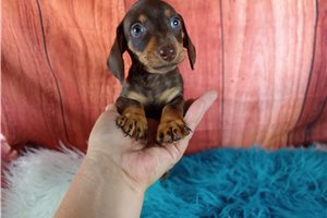 Onyx - puppy for sale