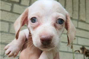 Navy - Dachshund, Mini for sale