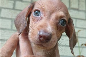 Nayeli - Dachshund, Mini for sale