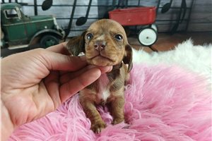 Nayeli - puppy for sale