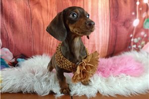 Victoria - puppy for sale