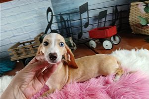 Nautilus - Dachshund, Mini for sale
