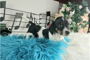 Carson - Dachshund, Mini for sale