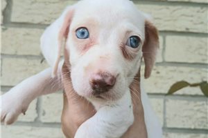 Noelle - Mini Dachshund for sale