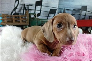 Rita - puppy for sale