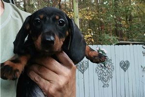 Nuroo - puppy for sale