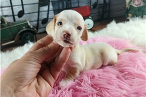 Nyla - puppy for sale