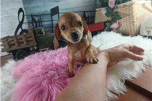 Zahara - Dachshund, Mini for sale