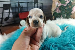 Nixon - Dachshund, Mini for sale
