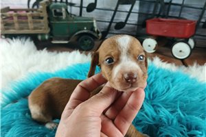 Nelson - puppy for sale