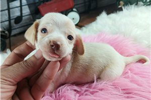 Navy - puppy for sale