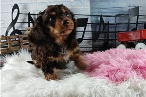 Maria - Dachshund, Mini for sale
