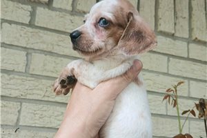 Nixon - Dachshund, Mini for sale