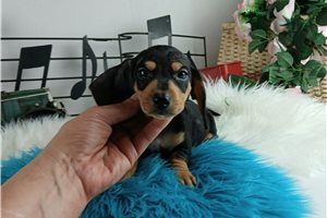 Avery - Dachshund, Mini for sale