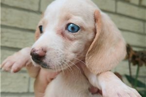 Nyla - Mini Dachshund for sale