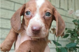Nelson - Dachshund, Mini for sale