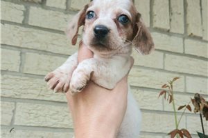 Nixon - Dachshund, Mini for sale