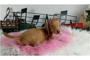 Aurora - Dachshund, Mini for sale