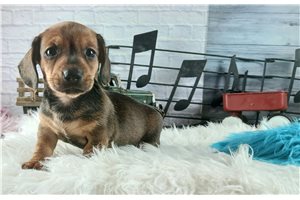 Nathan - Dachshund, Tweenie for sale
