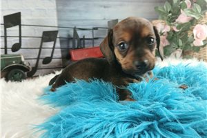 Noah - puppy for sale