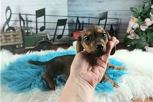 Noah - Dachshund, Tweenie for sale